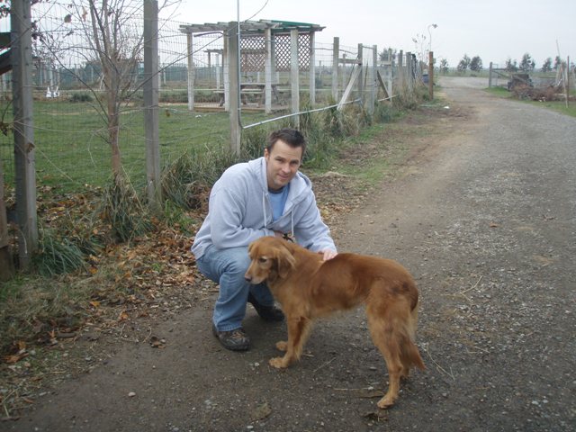 homeward bound golden retriever rescue available dogs